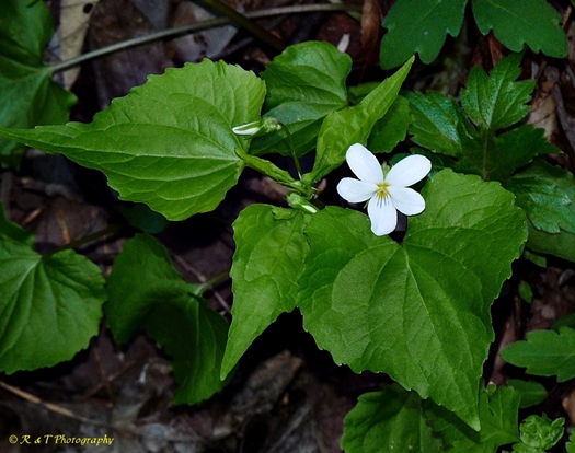 {Viola canadensis}